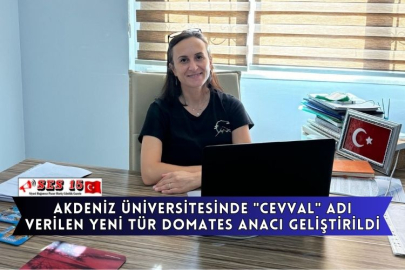 Akdeniz Üniversitesinde "Cevval" Adı Verilen Yeni Tür Domates Anacı Geliştirildi