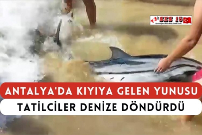 Antalya'da Kıyıya Gelen Yunusu Tatilciler Denize Döndürdü