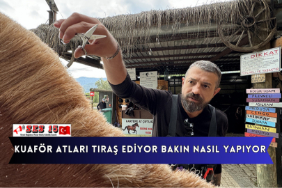 Kuaför Atları Tıraş Ediyor Bakın Nasıl Yapıyor