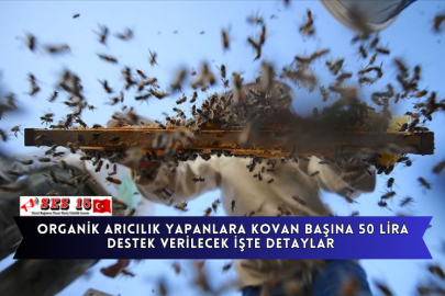 Organik Arıcılık Yapanlara Kovan Başına 50 Lira Destek Verilecek İşte Detaylar