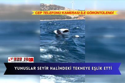 Yunuslar Seyir Halindeki Tekneye Eşlik Etti