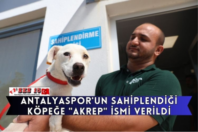 Antalyaspor'un Sahiplendiği Köpeğe "Akrep" İsmi Verildi