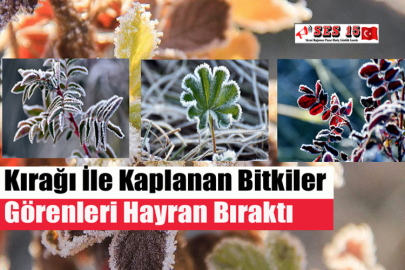 Kırağı İle Kaplanan Bitkiler Görenleri Hayran Bıraktı