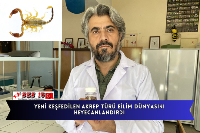 Konya’da Keşfedilen Yeni Akrep Türü Bilim Dünyasını Heyecanlandırdı
