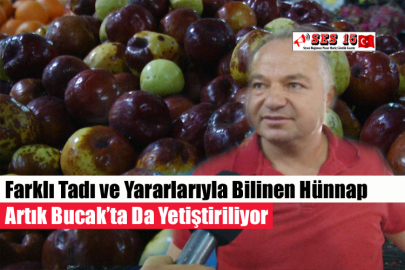 Farklı Tadı Ve Yararlarıyla Bilinen Hünnap Artık Bucak’ta Da Yetiştiriliyor
