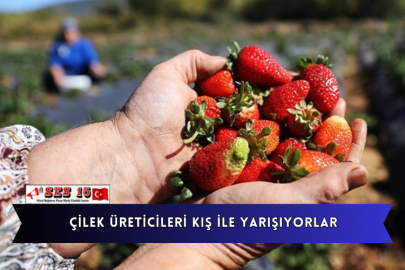 Çilek Üreticileri Kış İle Yarışıyorlar