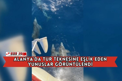 Alanya'da Tur Teknesine Eşlik Eden Yunuslar Görüntülendi