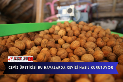 Ceviz Üreticisi Bu Havalarda Cevizi Nasıl Kurutuyor