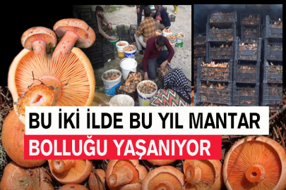 Bu İki İlde Bu Yıl Mantar Bolluğu Yaşanıyor