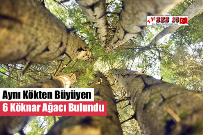Aynı Kökten Büyüyen 6 Köknar Ağacı Bulundu