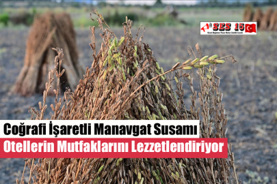 Coğrafi İşaretli Manavgat Susamı, Otellerin Mutfaklarını Lezzetlendiriyor
