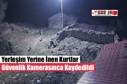 Yerleşim Yerine İnen Kurtlar Güvenlik Kamerasınca Kaydedildi