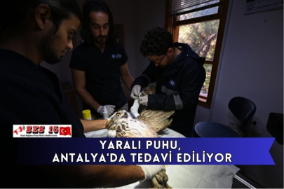 Yaralı Puhu, Antalya'da Tedavi Ediliyor