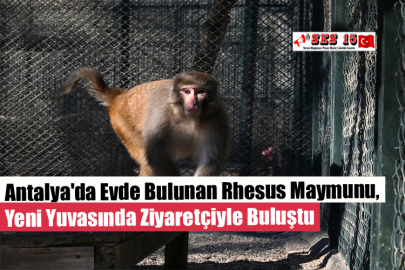 Antalya'da Evde Bulunan Rhesus Maymunu, Yeni Yuvasında Ziyaretçiyle Buluştu