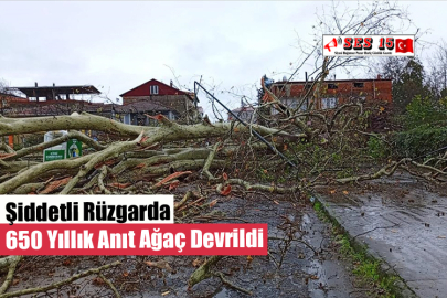 Şiddetli Rüzgarda 650 Yıllık Anıt Ağaç Devrildi
