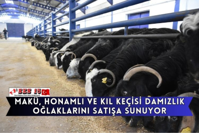 MAKÜ, Honamlı ve Kıl Keçisi Damızlık Oğlaklarını Satışa Sunuyor