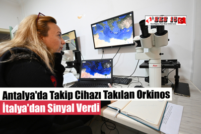 Antalya'da Takip Cihazı Takılan Orkinos İtalya'dan Sinyal Verdi