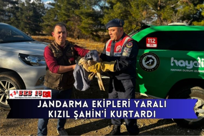 Jandarma Ekipleri Yaralı Kızıl Şahin'i Kurtardı