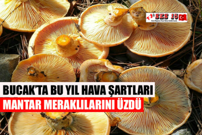 Bucak’ta Bu Yıl Hava Şartları Mantar Meraklılarını Üzdü