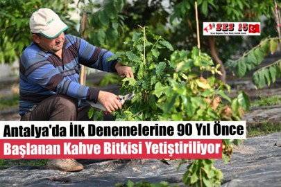 Antalya'da İlk Denemelerine 90 Yıl Önce Başlanan Kahve Bitkisi Yetiştiriliyor