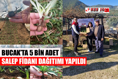 Bucak’ta 5 Bin Adet Salep Fidanı Dağıtımı Yapıldı