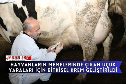 Hayvanların Memelerinde Çıkan Uçuk Yaraları İçin Bitkisel Krem Geliştirildi