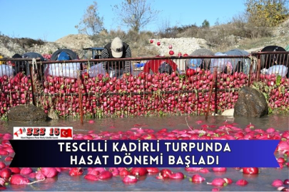 Tescilli Kadirli Turpunda Hasat Dönemi Başladı
