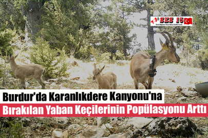 Burdur'da Karanlıkdere Kanyonu'na Bırakılan Yaban Keçilerinin Popülasyonu Arttı