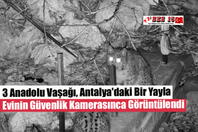3 Anadolu Vaşağı, Antalya'daki Bir Yayla Evinin Güvenlik Kamerasınca Görüntülendi