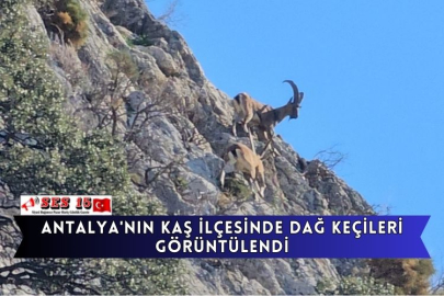 Antalya'nın Kaş İlçesinde Dağ Keçileri Görüntülendi