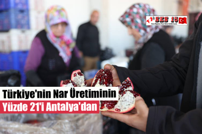 Türkiye'nin Nar Üretiminin Yüzde 21'i Antalya'dan
