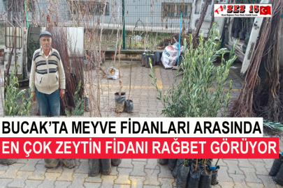 Bucak’ta Meyve Fidanları Arasında En Çok Zeytin Fidanı Rağbet Görüyor