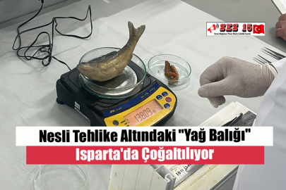Nesli Tehlike Altındaki "Yağ Balığı" Isparta'da Çoğaltılıyor