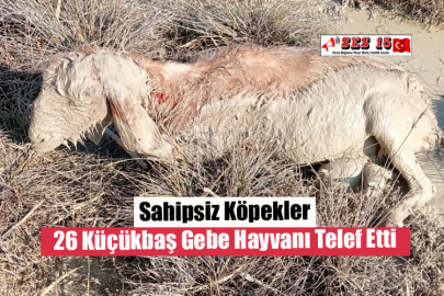 Sahipsiz Köpekler 26 Küçükbaş Gebe Hayvanı Telef Etti