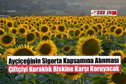 Ayçiçeğinin Köy Bazlı Verim Sigortası Kapsamına Alınması Çiftçiyi Kuraklık Riskine Karşı Koruyacak