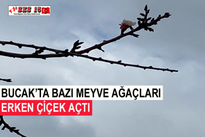 Bucak’ta Bazı Meyve Ağaçları Erken Çiçek Açtı