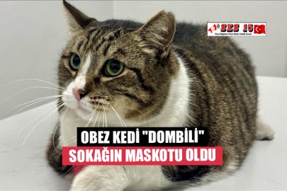 Obez Kedi "Dombili" Sokağın Maskotu Oldu