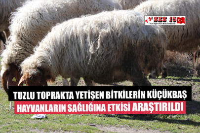 Tuzlu Toprakta Yetişen Bitkilerin Küçükbaş Hayvanların Sağlığına Etkisi Araştırıldı