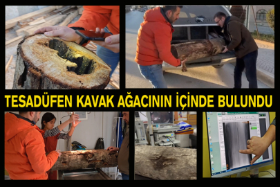 Tesadüfen Kavak Ağacının İçinde Bulundu
