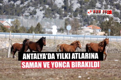 Yılkı Atlarına Saman ve Yonca Bırakıldı