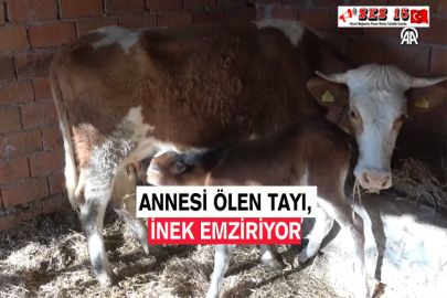 Annesi Ölen Tayı, İnek Emziriyor