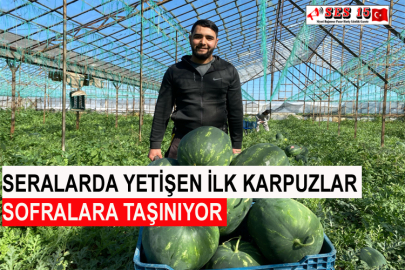 Seralarda Yetişen İlk Karpuzlar Sofralara Taşınıyor
