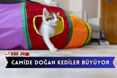 Camide Doğan Kediler Büyüyor