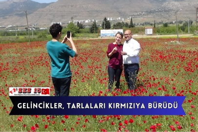 Gelincikler, Tarlaları Kırmızıya Bürüdü