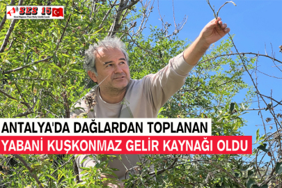 Antalya'da Dağlardan Toplanan Yabani Kuşkonmaz Gelir Kaynağı Oldu