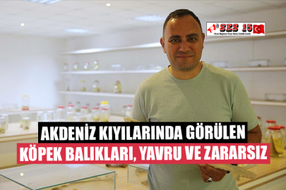 Akdeniz Kıyılarında Görülen Köpek Balıkları, Yavru ve Zararsız