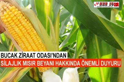 Bucak Ziraat Odası’ndan Silajlık Mısır Beyanı Hakkında Önemli Duyuru