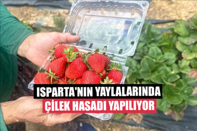 Isparta'nın Yaylalarında Çilek Hasadı Yapılıyor