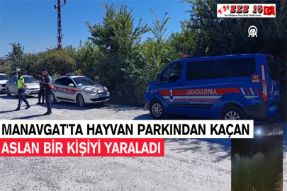 Manavgat'ta Hayvan Parkından Kaçan Aslan Bir Kişiyi Yaraladı