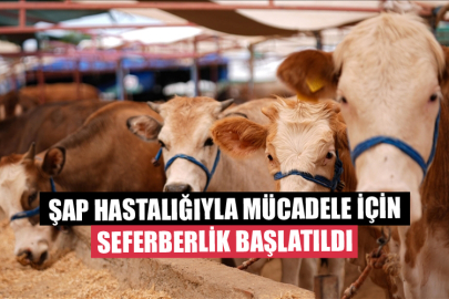 Şap Hastalığıyla Mücadele İçin Seferberlik Başlatıldı